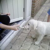 Foto van Lotte&Guus de Golden*