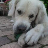 Foto van Lotte&Guus de Golden*