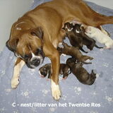 Foto van Janet & Boxers