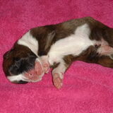 Foto van Janet & Boxers