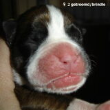 Foto van Janet & Boxers