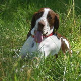 Juni 2011