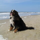 Cooper in Callantsoog.