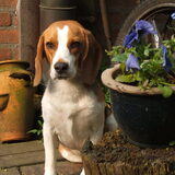 Foto van Franky