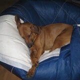 7 maanden oud en heerlijk relaxt op de lazyjack