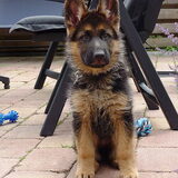 Stoere kerel, 11 weken
