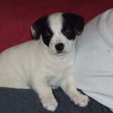 J.J. als pup