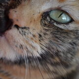 Foto van Lotte