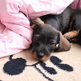 Abeltje 8.5 week