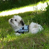 Foto van Melissa, Dempsey, Taiko, Minos & *Nina*