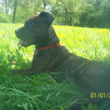 Tica (was nog een pup) dochter Angel