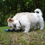 Samen drinken