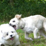 Foto van Melissa, Dempsey, Taiko, Minos & *Nina*