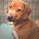 ZUNA onze nieuwe pup.