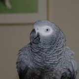 onze kletskous