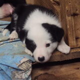 frodo