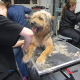Foto van liesbeth,Turbo,Luna, Levi en Faith