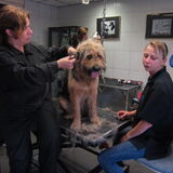 Foto van liesbeth,Turbo,Luna, Levi en Faith