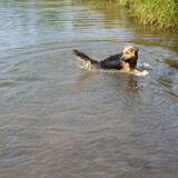 Foto van liesbeth,Turbo,Luna, Levi en Faith