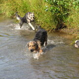 Foto van liesbeth,Turbo,Luna, Levi en Faith