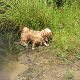 Foto van liesbeth,Turbo,Luna, Levi en Faith