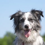 Foto van Pamela en Dazzle en Gentle