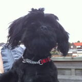 spike