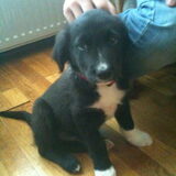 Foto van Amigo en K.C.