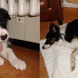 Dit zijn 3 van de 6 puppies die Meggie gekregen heeft. Meggie had 4…