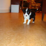 1 van de gezonde pups