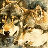 loupy en kazan aquarel