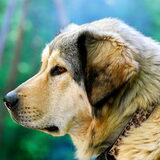 Tibetaanse mastiff Mimayin