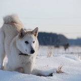 West siberische laika Gindigirka