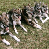 Laika fam.
