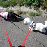 Gaan wandelen met Cyrus & Dempsey ...