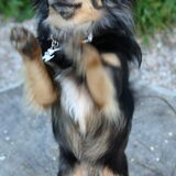 Commando Hoog :)