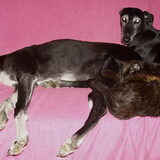 Liefde
