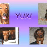 Yuki