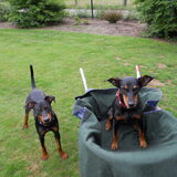 Blaky in de kruiwagen, Justy wil er ook in.