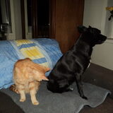 twee vriendjes