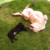 samen met ome Sjors..(hond van een vriendin van mij!)