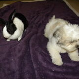 Foto van Melissa, Dempsey, Taiko, Minos & *Nina*