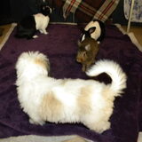 Foto van Melissa, Dempsey, Taiko, Minos & *Nina*
