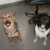 Kiwi en Spot