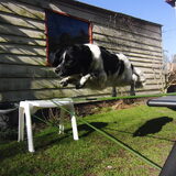 Djebbeltje springd :)