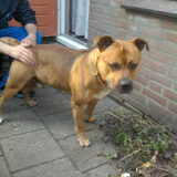 Foto van baco