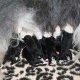 puppies Fairy 1/2 dag oud