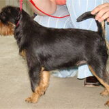 Ch Int, Multi - Imgosbull Innovation of Style (female)