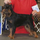Ch USA - Imgosbull Tiramisu (female)