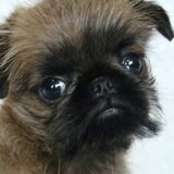 female puppy is Imgosbull Infinity On A High (for sale)
